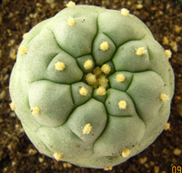 L. Diffusa var fricii